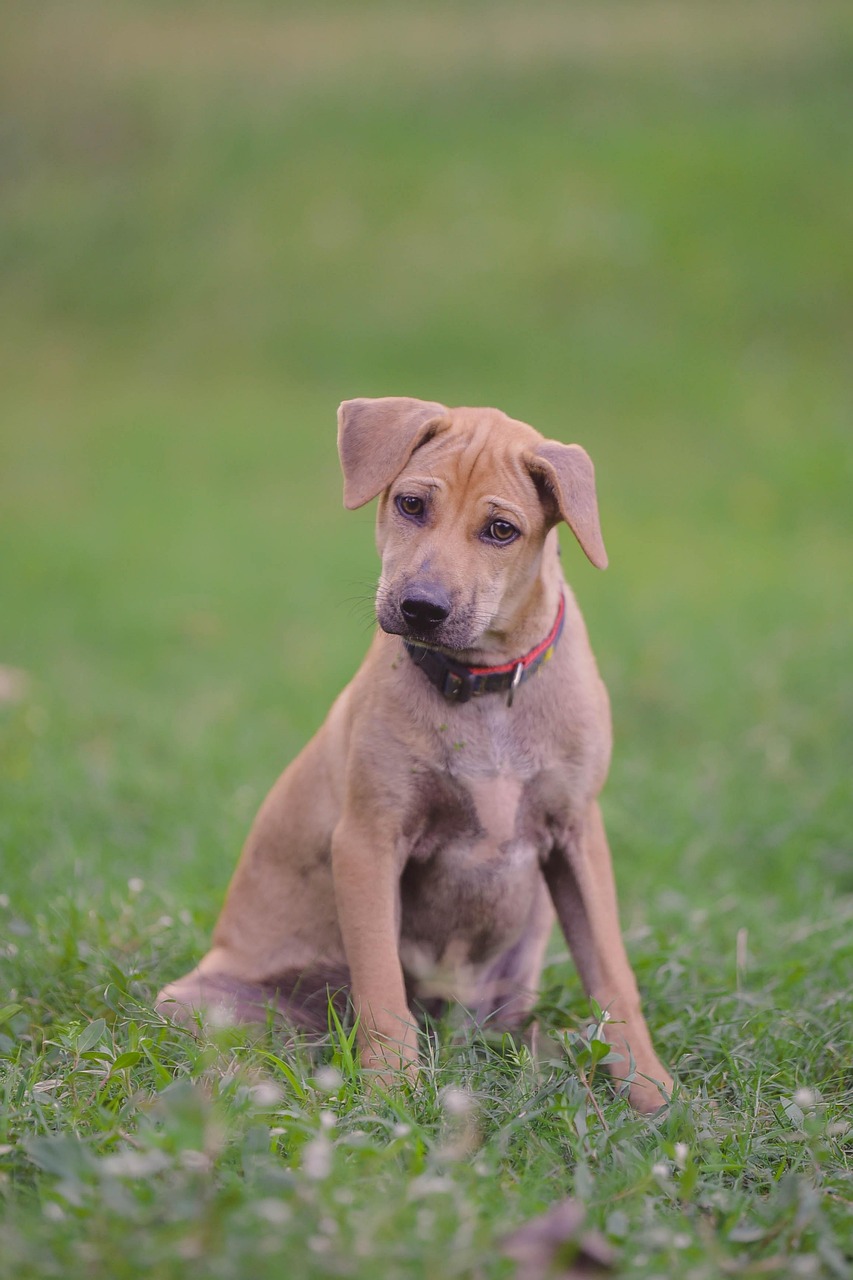 dog, confused, pet, wonder, house dog, thai dog, stray dog, animal, cute dog